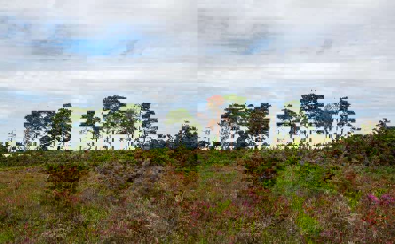 Hampshire landscape with trees