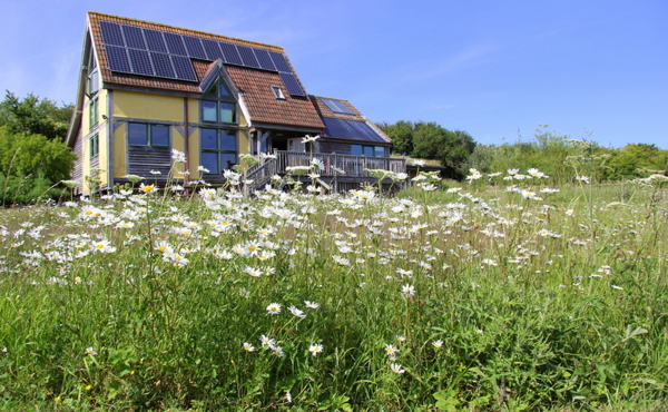 Carymoor Environmental Trust with daisies in the foreground