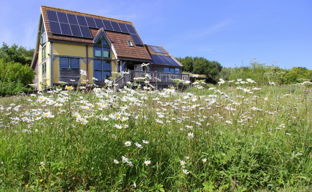 Carymoor Environmental Trust with daisies in the foreground