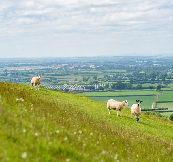 Three sheep on a hill
