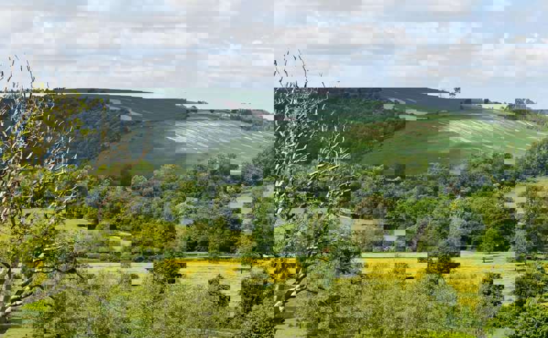 Dorset landscape with green fields and trees
