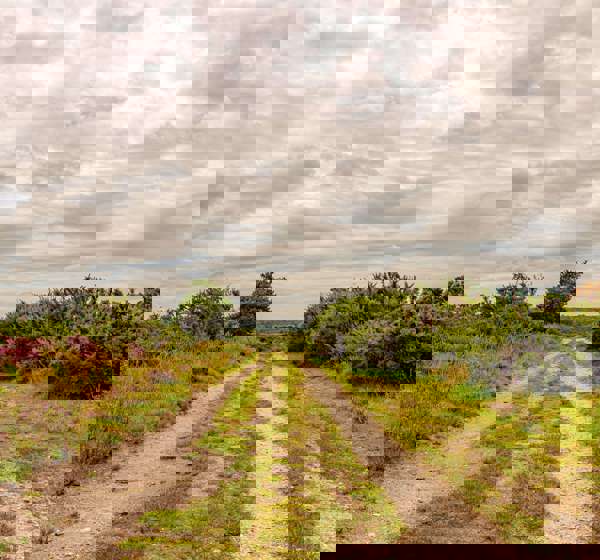Hampshire landscape